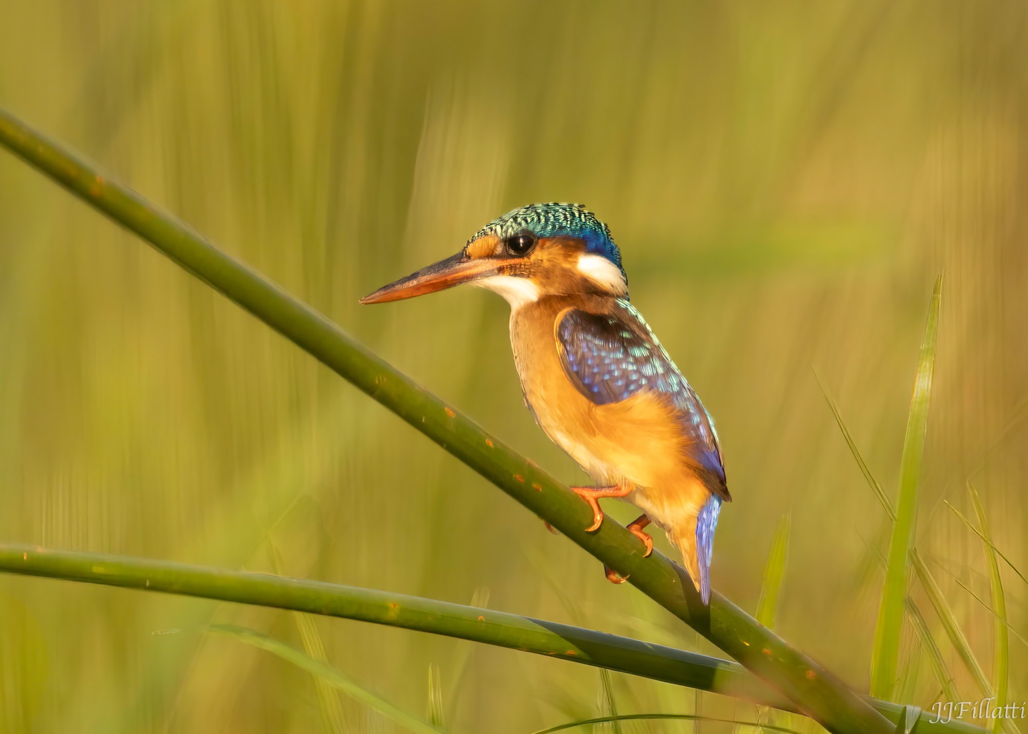 wildlife of Zimanga image 49